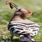 image of bird