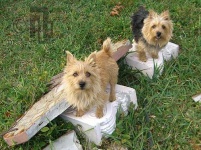 image of norwich_terrier