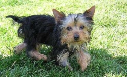 image of yorkshire_terrier #9