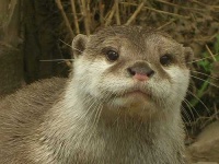 image of otter