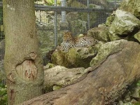 image of leopard