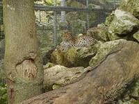 image of leopard #25