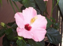 image of flower