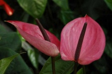 image of anthurium #0