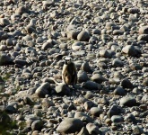 image of langur