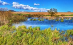 image of swamp