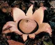 image of earthstar #15