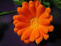 image of flower