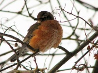 image of robin