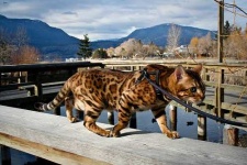 image of animal