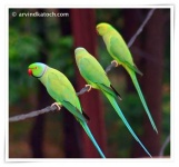 image of parakeet