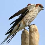 image of bird