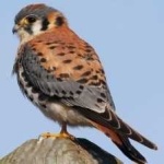 image of bird