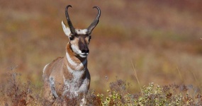 image of animal