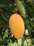 image of mango #1