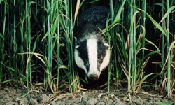 image of badger