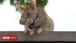 image of animal
