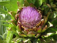 image of artichoke_flower #68