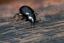 image of ground_beetle #23