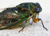 image of cicada