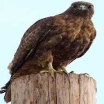 image of bird