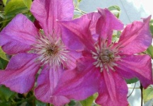 image of clematis #17