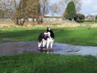 image of siberian_husky #2