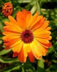 image of flower