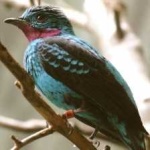 image of bird