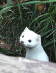 image of weasel