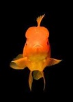 image of goldfish #3