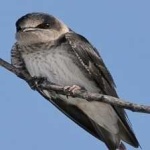 image of bird