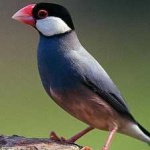 image of bird