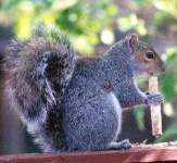 image of fox_squirrel
