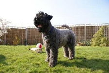 image of kerry_blue_terrier