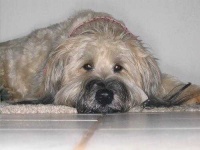 image of briard