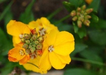 image of flower