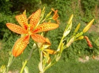 image of flower