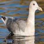 image of bird