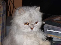 image of persian_cat #21