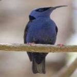 image of bird