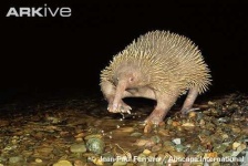 image of echidna