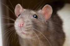 image of rat #4