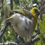 image of bird