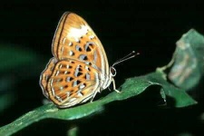 image of lycaenid