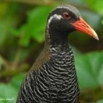 image of bird