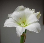 image of flower
