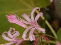 image of flower