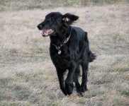 image of flat_coated_retriever