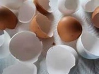 image of egg_shell #18